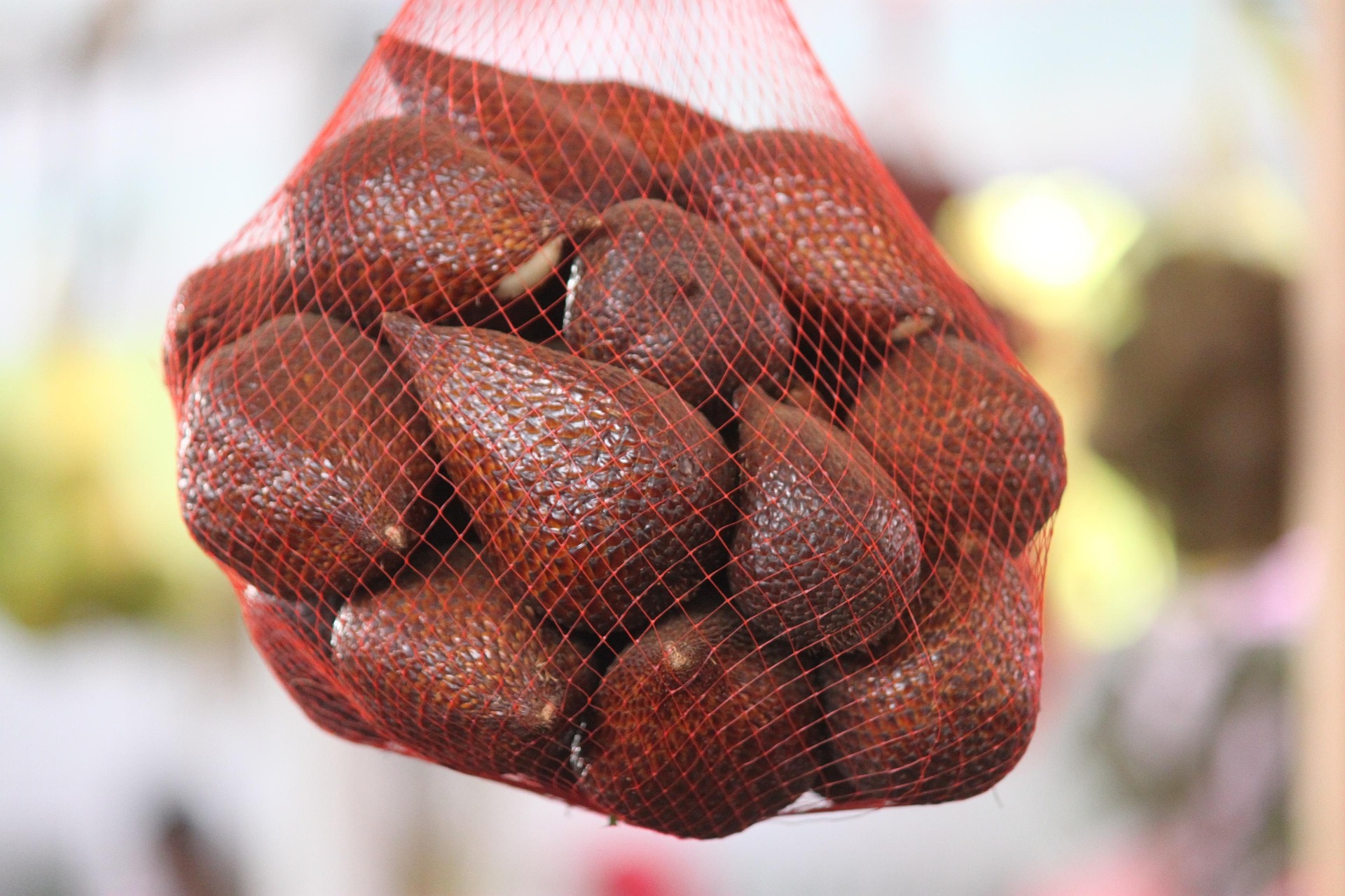 Salak Setia Hati